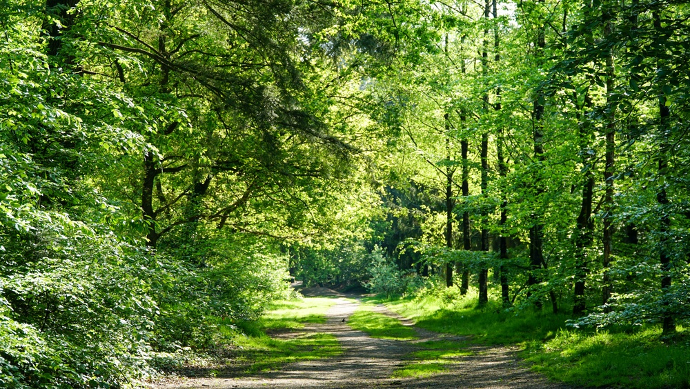 natuur wandelen